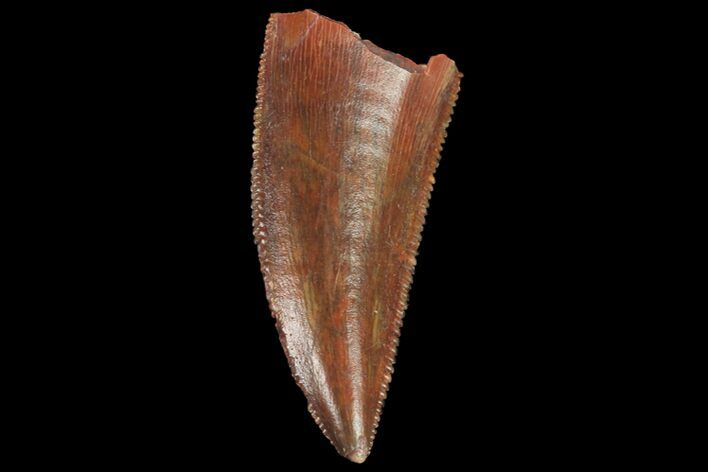Serrated, Raptor Tooth - Real Dinosaur Tooth #134538